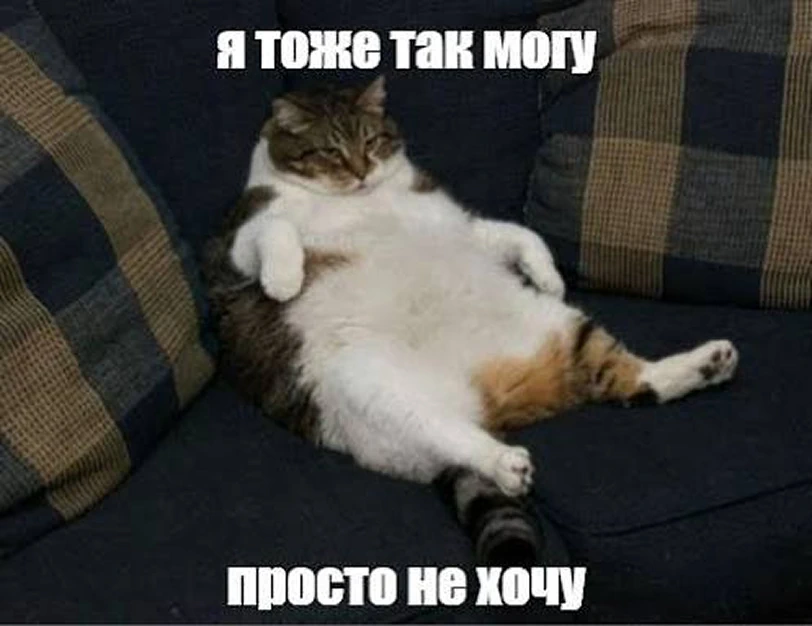 Кот говорит: Я тоже так могу, просто не хочу